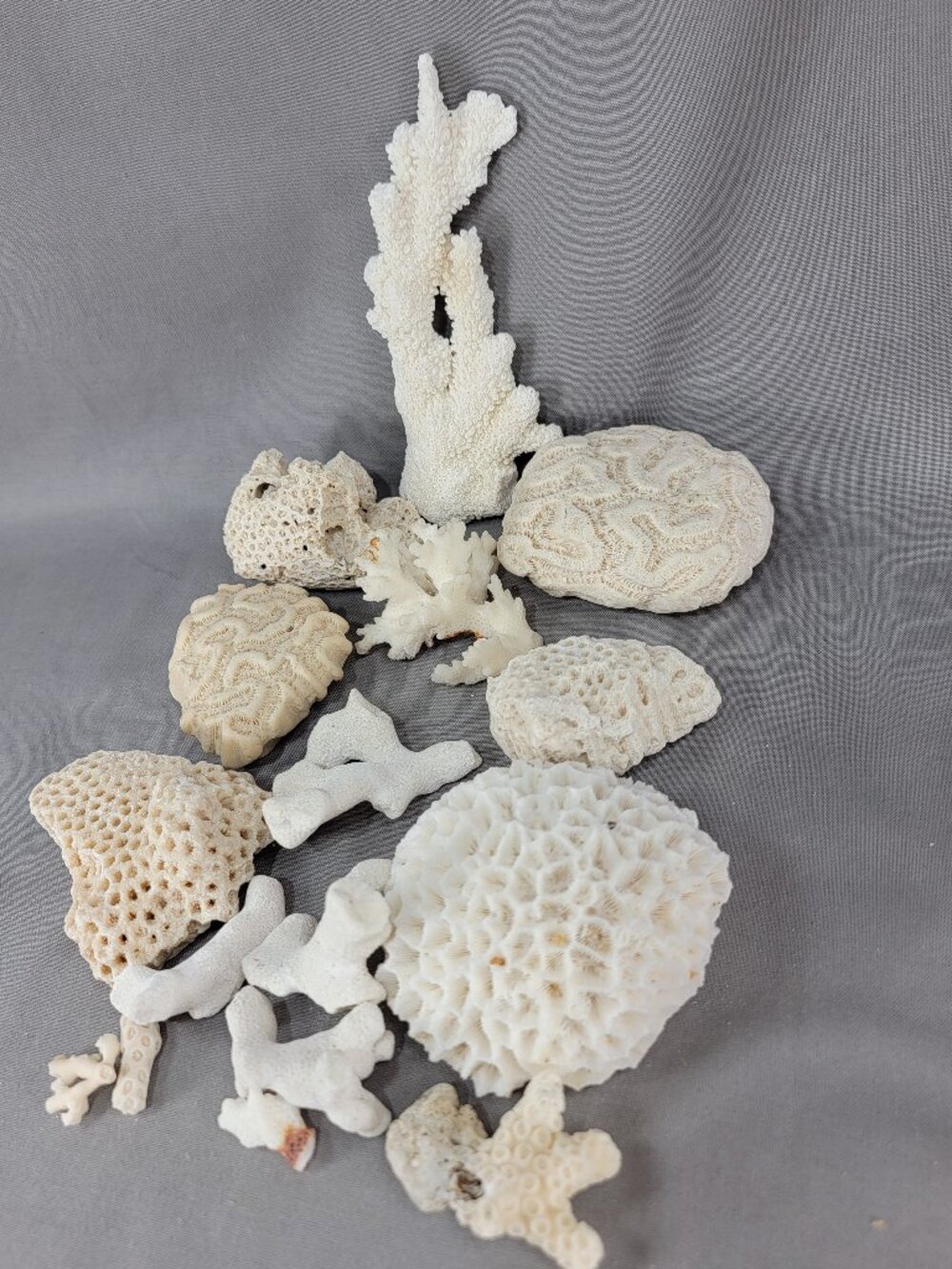Vtg Natural Sea Coral Mixed Lot Dried Branch Cluster Brain Nautical Decor - Picture 4 of 7